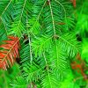 Balsam Fir Tree Plant Painting By Numbers