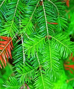 Balsam Fir Tree Plant Painting By Numbers