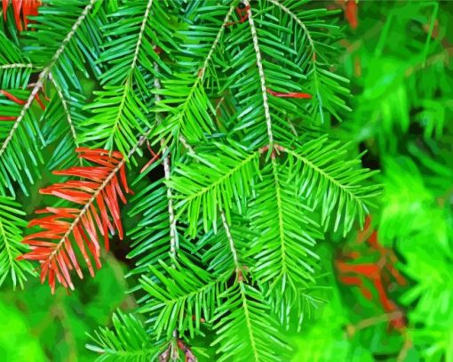 Balsam Fir Tree Plant Painting By Numbers