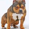 Brown American Bully Painting By Numbers