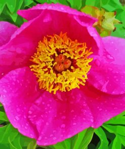 Pink Peony Officinalis Paint By Numbers