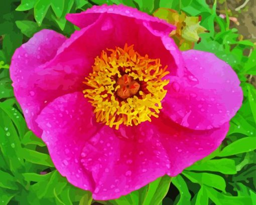 Pink Peony Officinalis Paint By Numbers