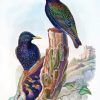 Starling Birds Art Painting By Numbers