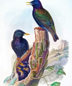 Starling Birds Art Painting By Numbers