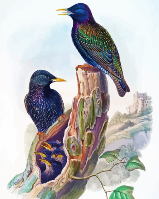 Starling Birds Art Painting By Numbers