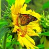 Sunflower Farm Butterfly Monarch Painting By Numbers