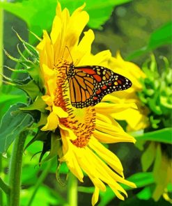 Sunflower Farm Butterfly Monarch Painting By Numbers