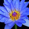 Water Lily Blue Flower Paint By Numbers