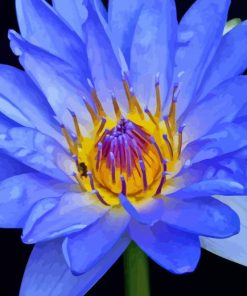 Water Lily Blue Flower Paint By Numbers