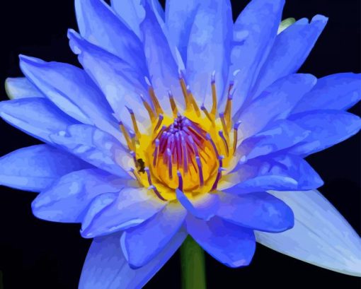 Water Lily Blue Flower Paint By Numbers