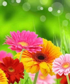 Pink Gerbera Flowers Paint By Numbers