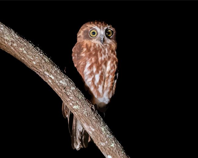 Finalizing the Australian Boobook Owl Artwork