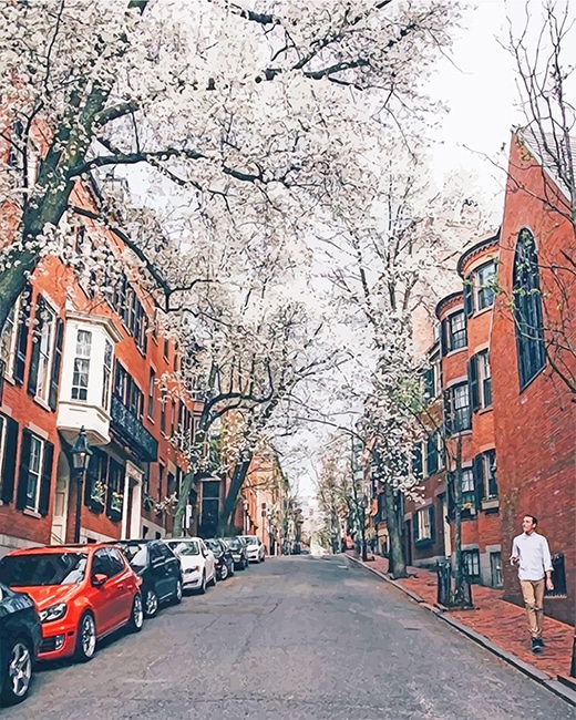 completed Cherry Blossom Boston Beauty painting