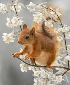 Cute Squirrel Animal Paint By Numbers