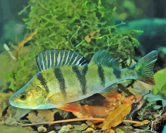European Perch Underwater Artwork