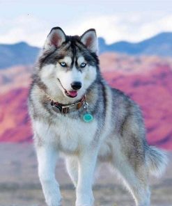 Siberian Husky Dog Paint By Numbers
