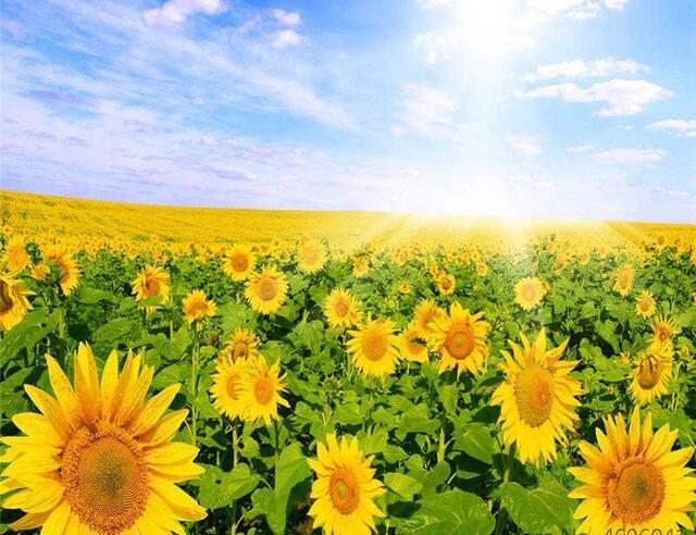 Completed Sunflower Fields Sunshine Artwork