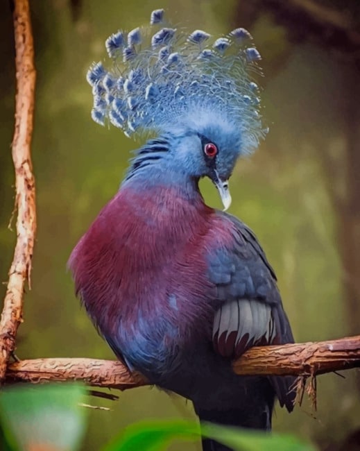 Victoria Crowned Pigeon Paint By Numbers final step