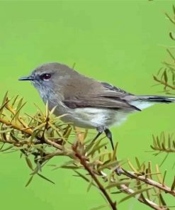 Grey Warbler Bird Paint By Numbers