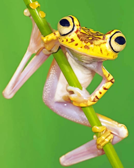 Finalizing the Chachi Tree Frog artwork