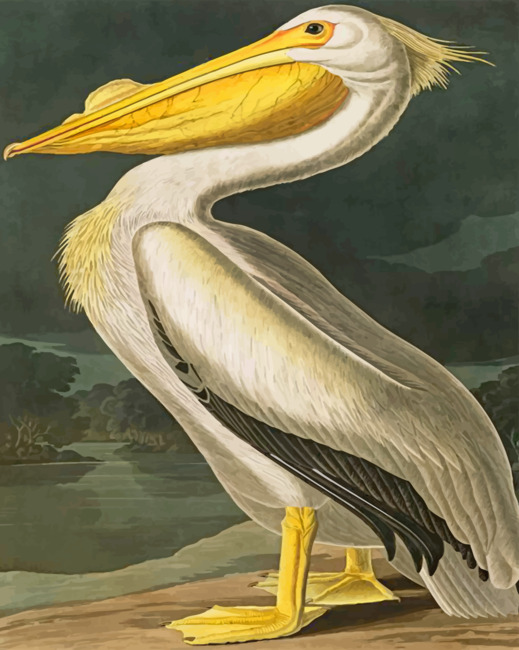 Finalizing White Pelican Wildlife Artwork