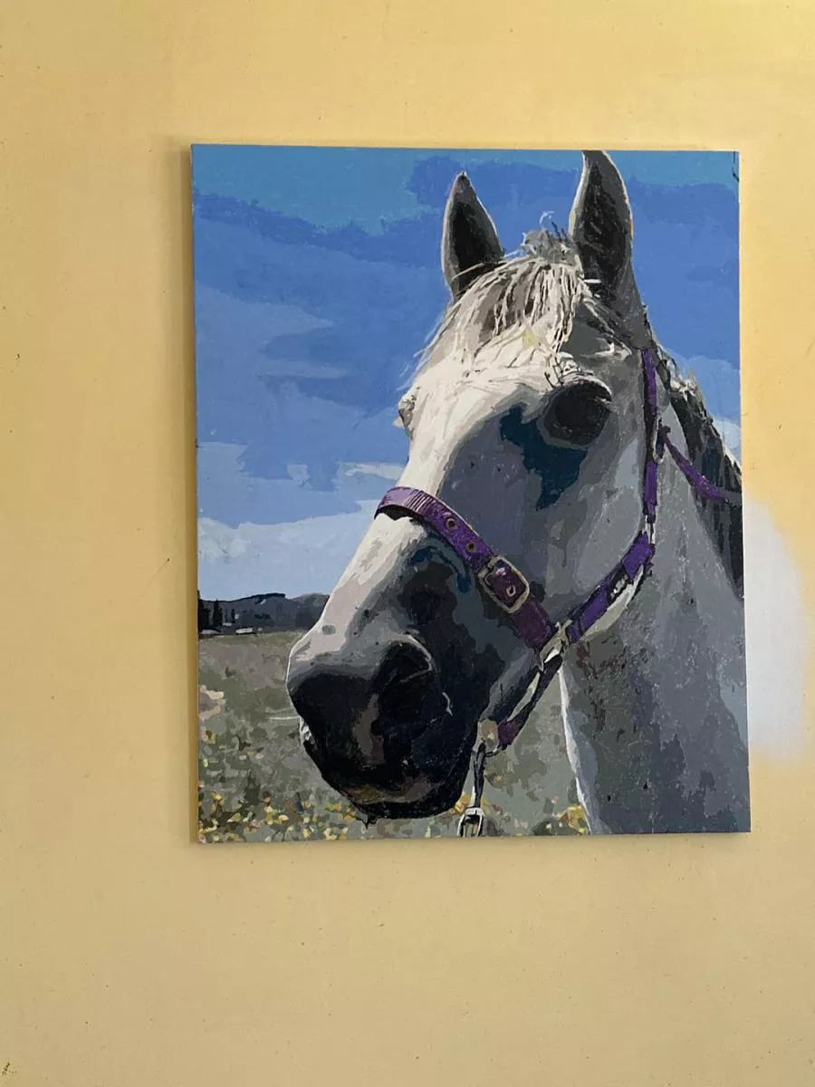 Paint By Numbers Custom​ Pets reviews 5